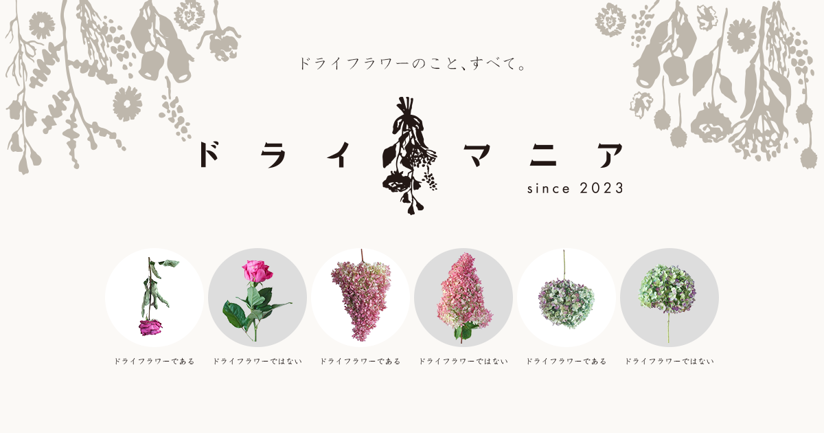 パンプキン - ドライフラワーカタログ - ドライマニア パンプキン - ドライフラワーカタログ - ドライマニア